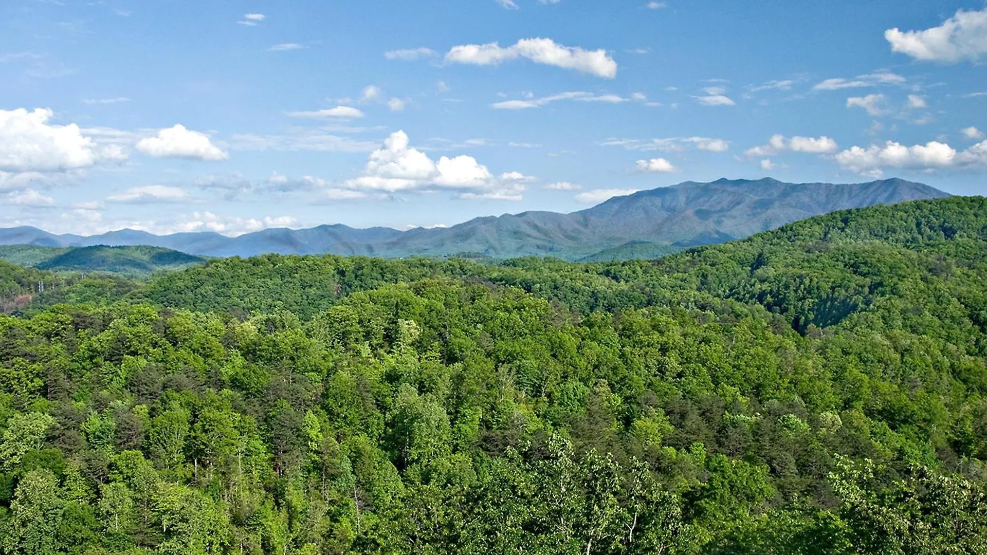 Bashful Bear: 6bdrm 6bath, Specials, Free Tickets, Elevator, Amazing View, Hot Tub, Gameroom * Pigeon Forge
