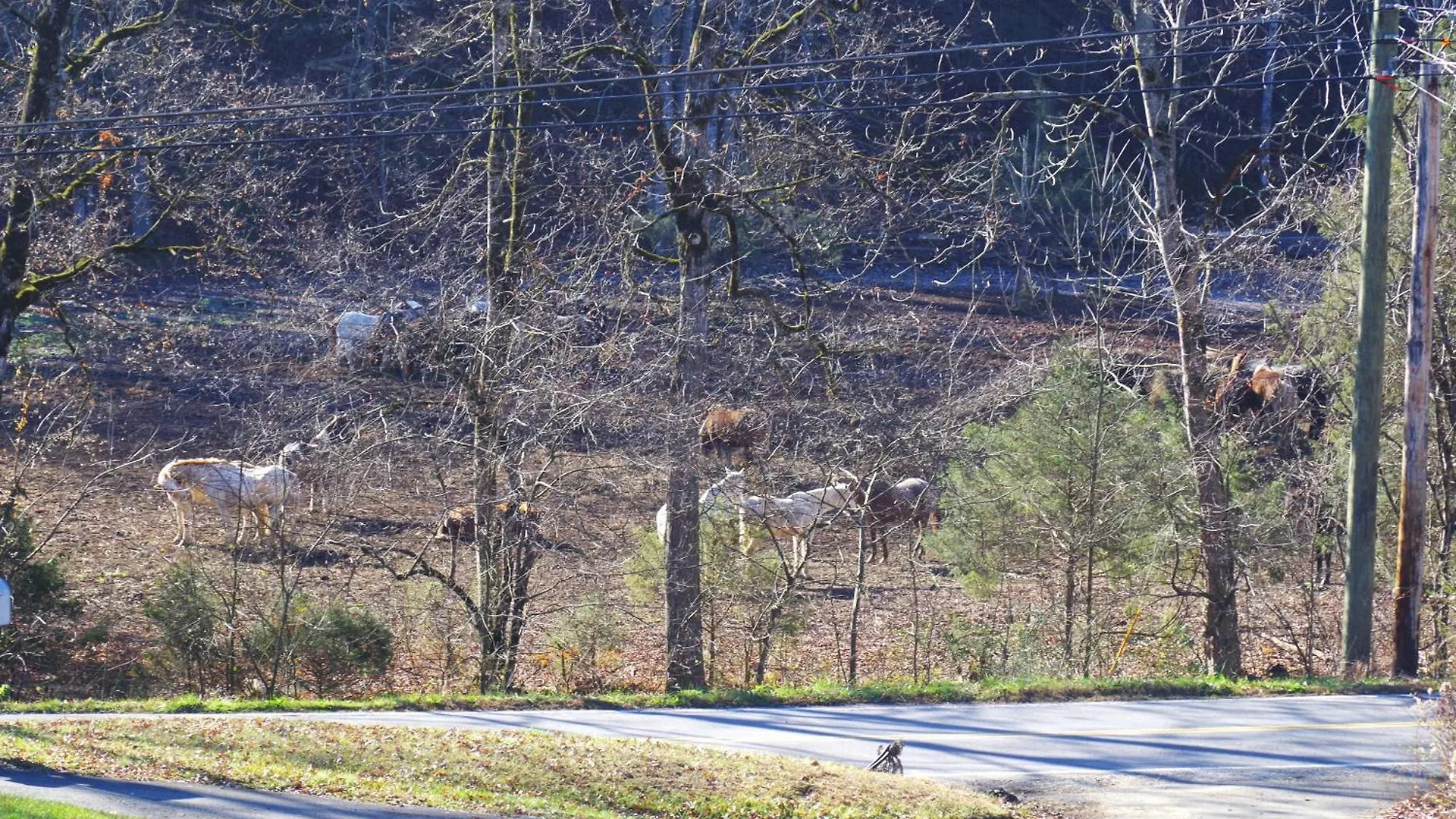 Appalachian Ranch #3211
