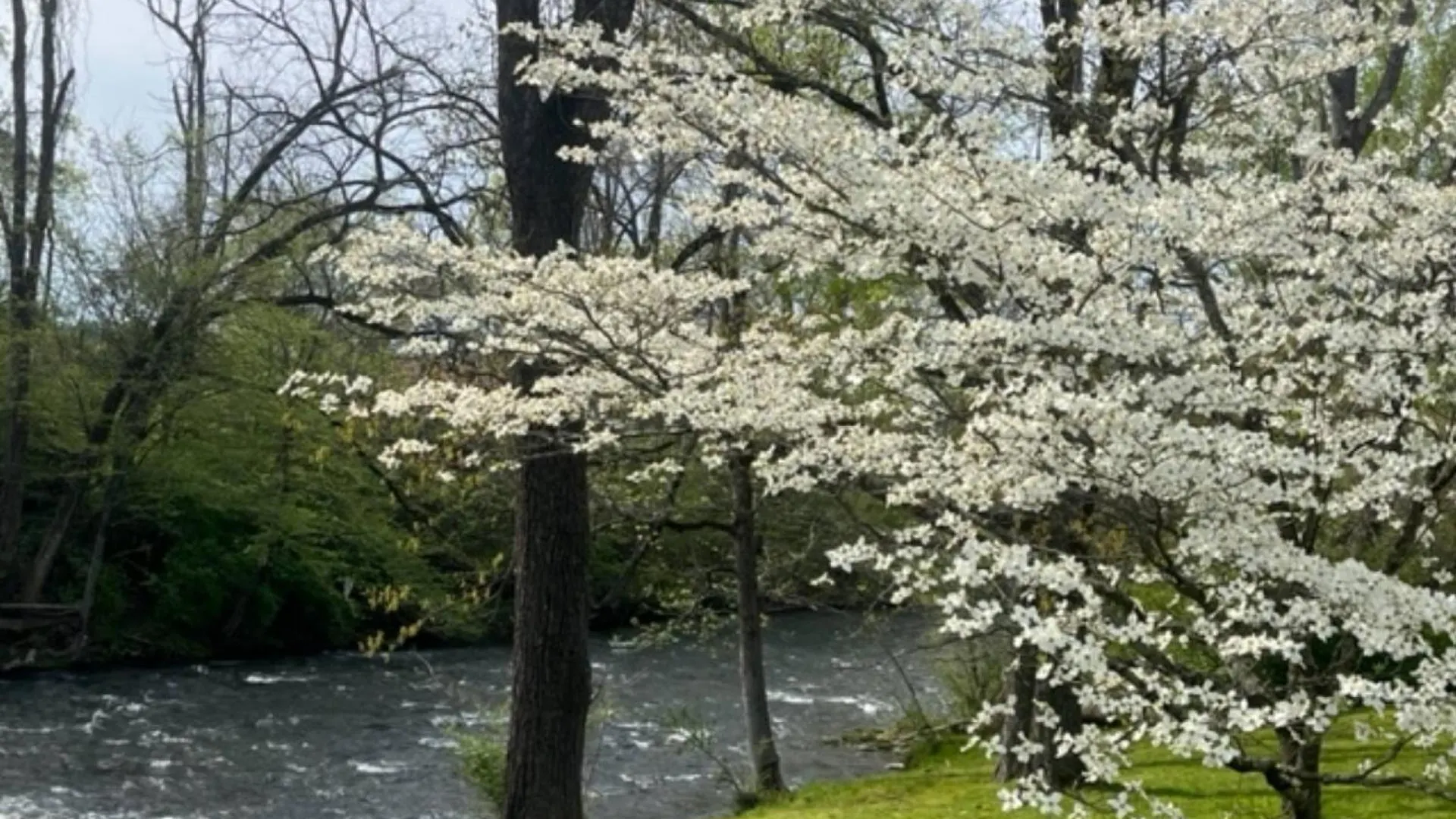 Mill Stream