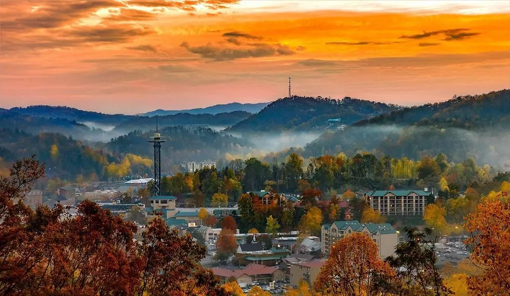 The Playful Bear Pigeon Forge