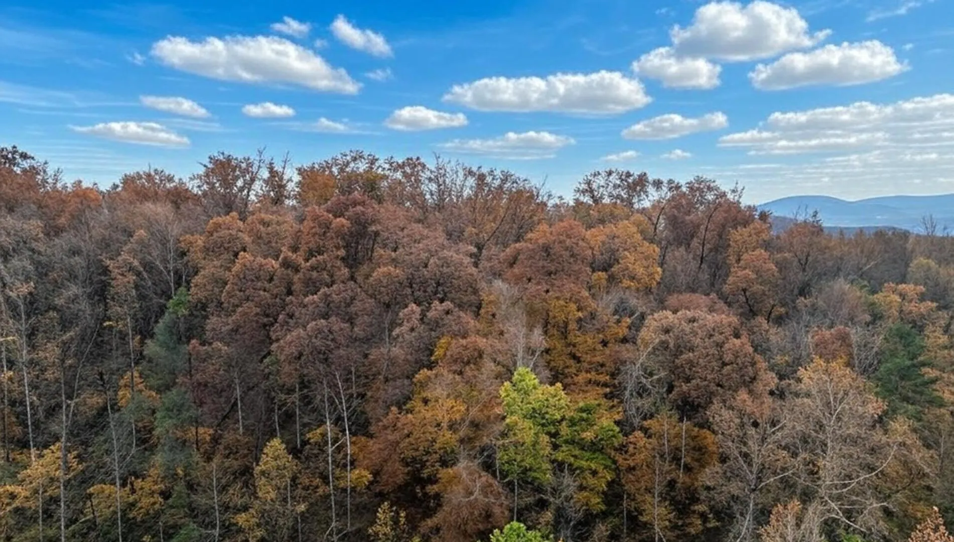 The Honey Pot, Hot Tub, Pool, 1089 Free Tickets Each Paid Day, Dollywood And * Pigeon Forge