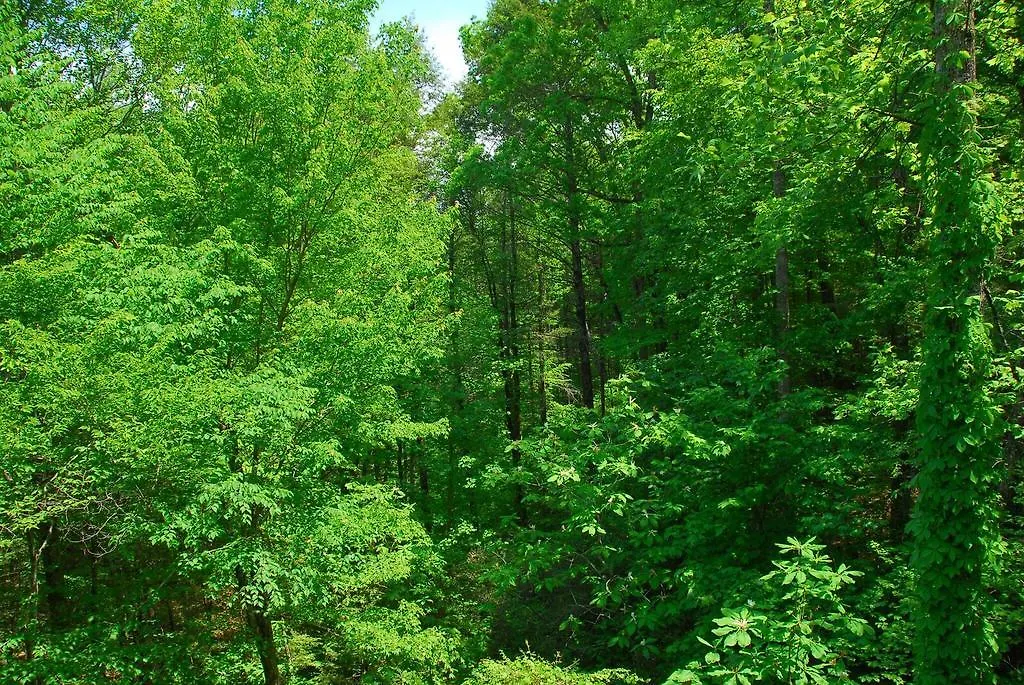 Cedar Forest Holiday home