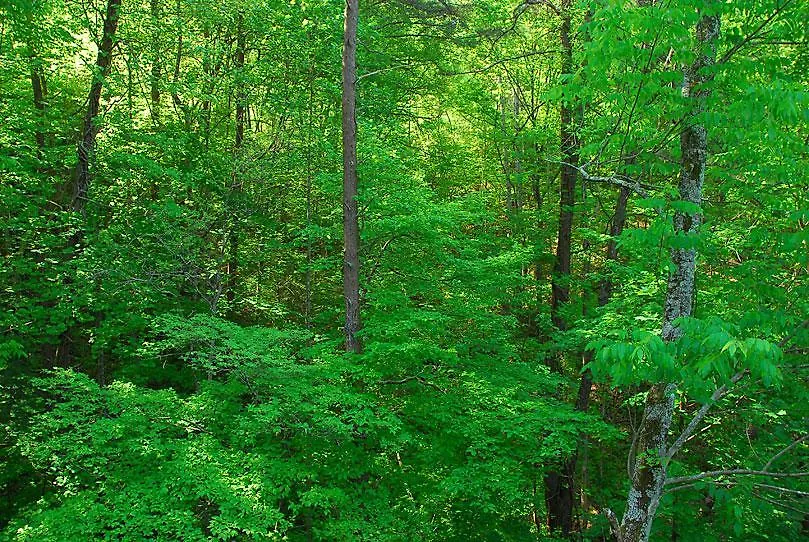 Hakuna Matata Two-bedroom Cabin Holiday home Pigeon Forge