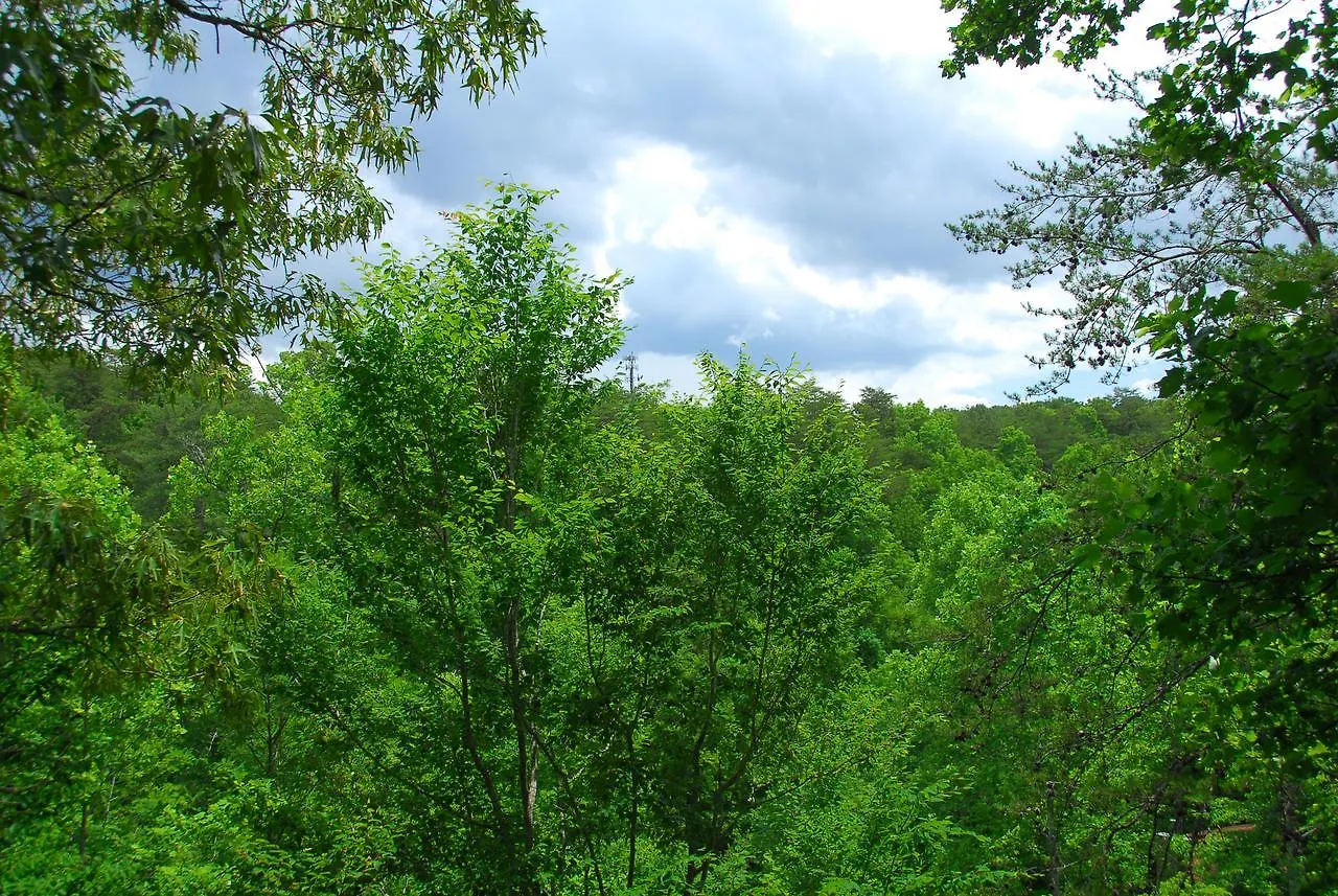 Majestic Forest Pigeon Forge
