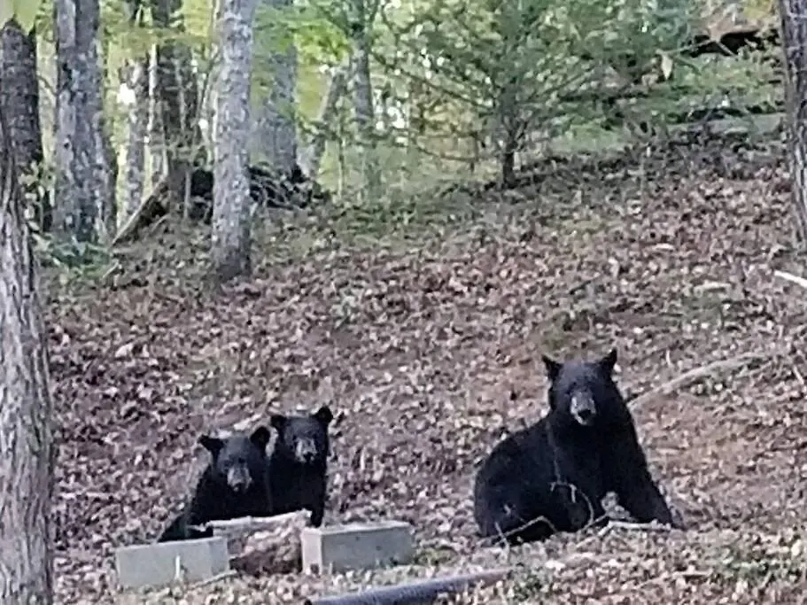 Διαμέρισμα Alone At Last - Sage Vacations Pigeon Forge