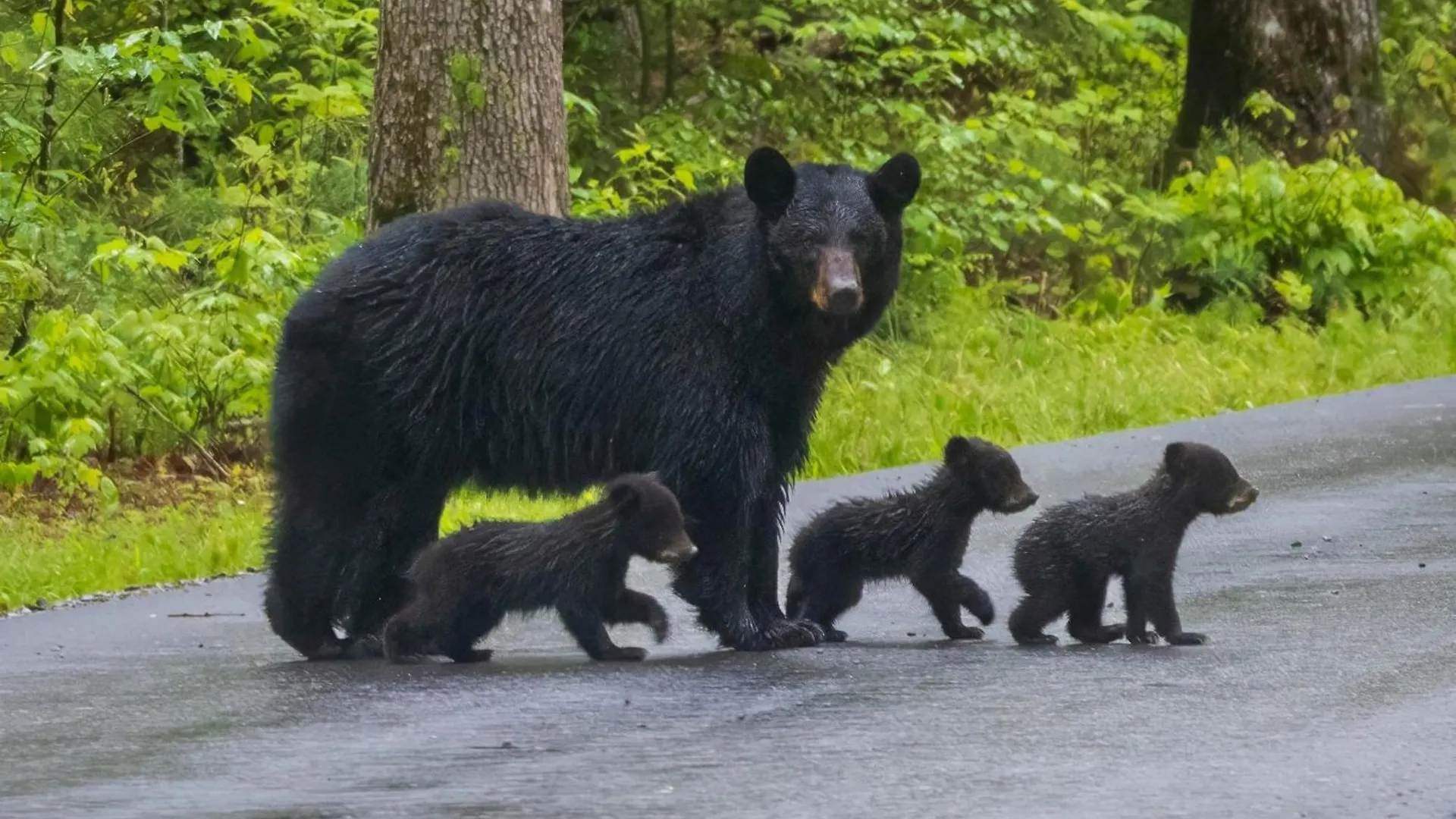 Bear-e-nice - In Pigeon Forge, Pool, Free Attraction Tickets *