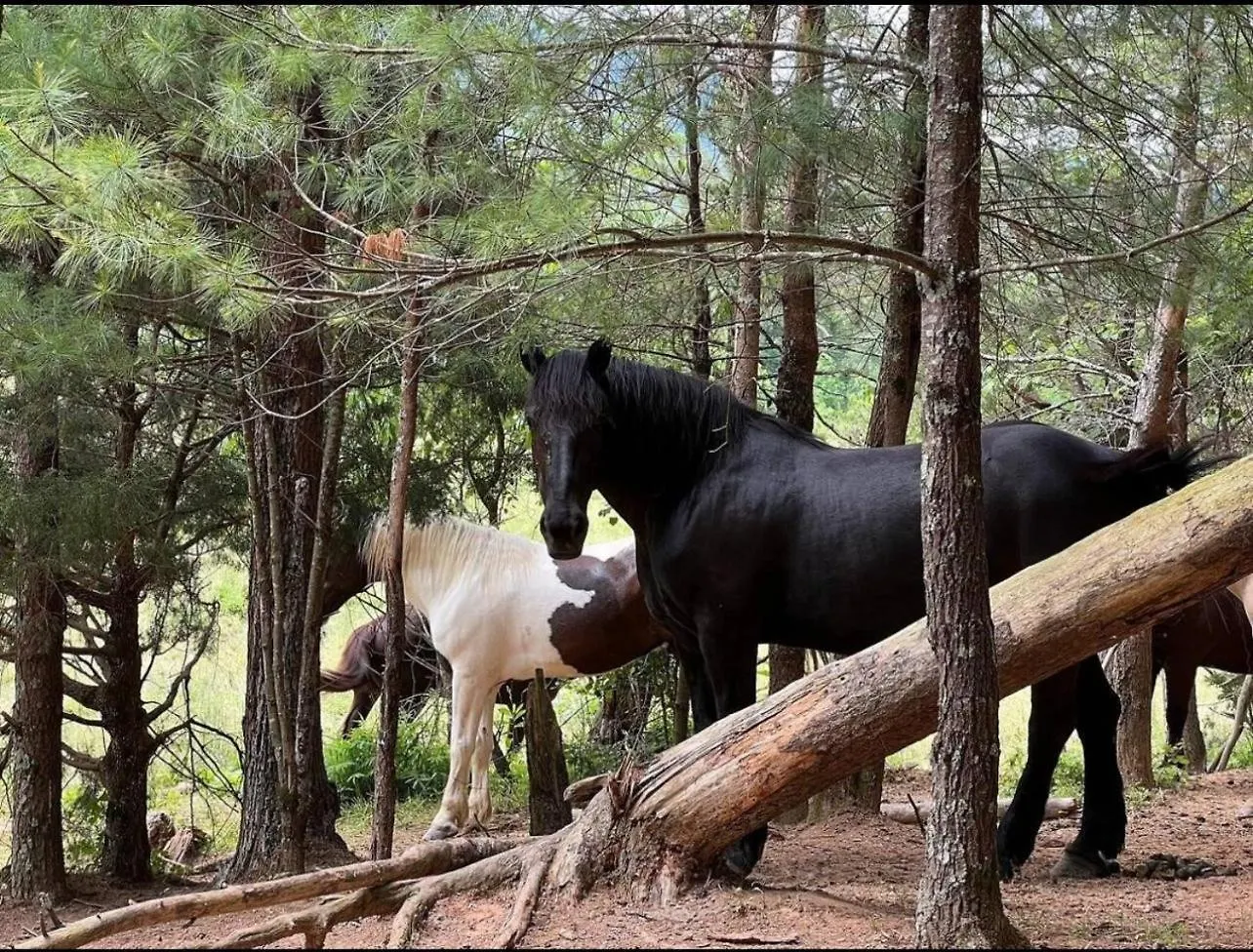 A Magical Experience Pigeon Forge