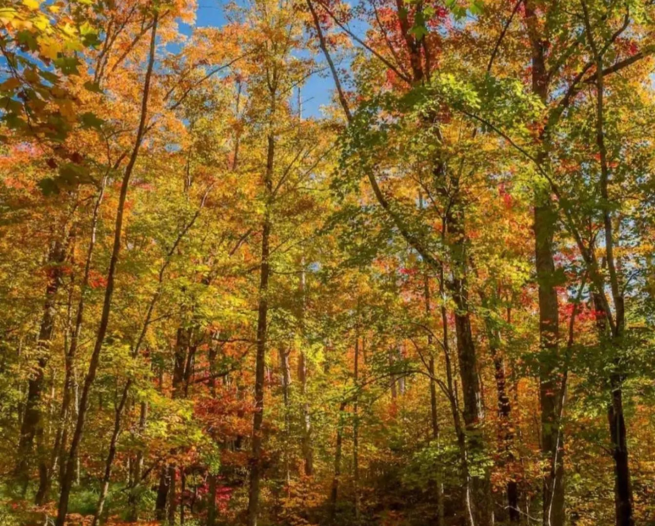 بيت للعطل Eagles Ridge Retreat Hot Tub & Peaceful Views *